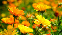 Sharklated Magic Blumensamen Dry-verträglich einjährig Pflanzen