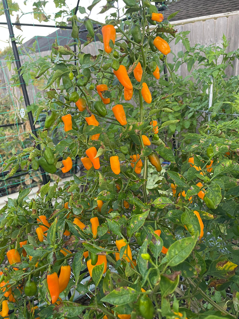 Augustine minorcan datil pepper samen für home garten aussaat