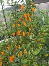 Augustine minorcan datil pepper samen für home garten aussaat