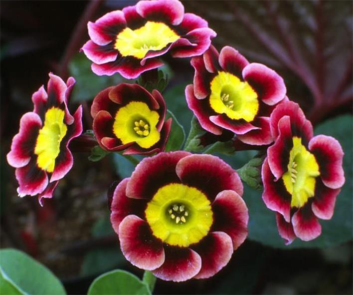 Auricula anpflanzung samen