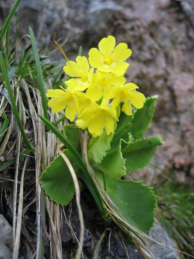 Aurikel gardening samen for bright spring blooms