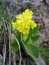 Aurikel gardening samen for bright spring blooms