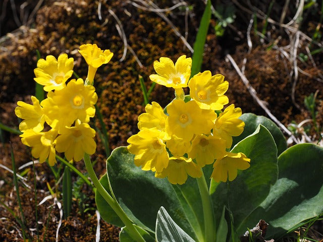 Aurikel blume samen for anpflanzung alpine garten blumen