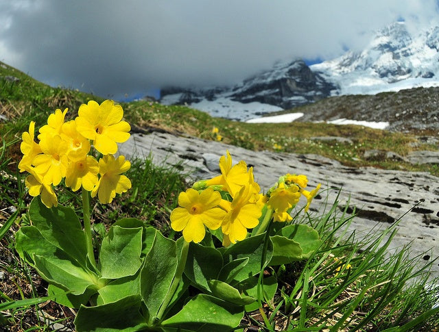 Aurikel blume samen for anpflanzung stunning mountain blooms