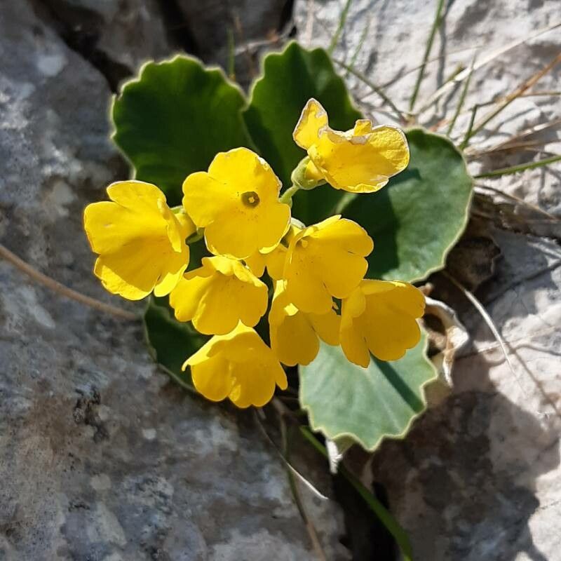 Aurikel blumen displayed in garten bed