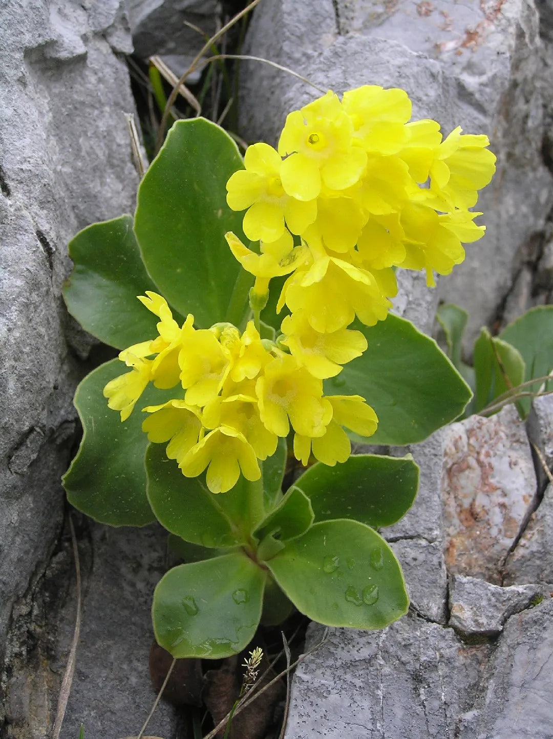 Close-up of aurikel primula blumen with vibrant petals