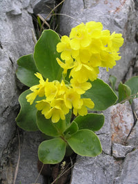 Close-up of aurikel primula blumen with vibrant petals