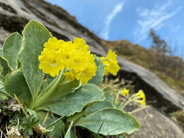 Aurikel primula samen for cool climate gardening