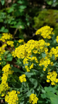 Close-up of gelb aurinia saxatilis blossoms