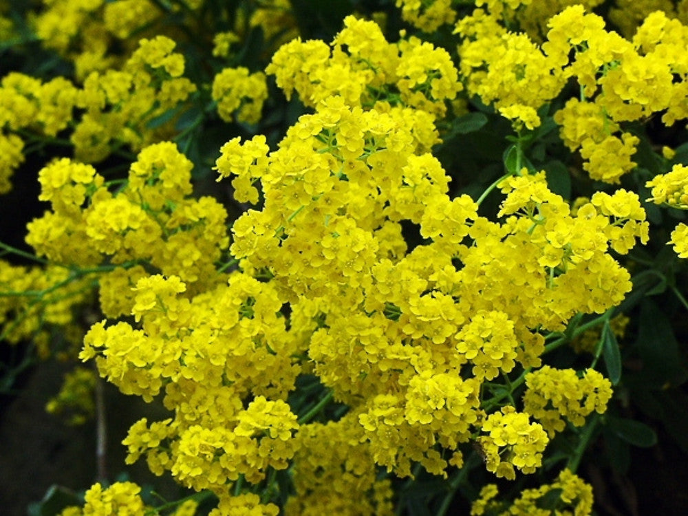 Aurinia saxatilis pflanze with golden blumen