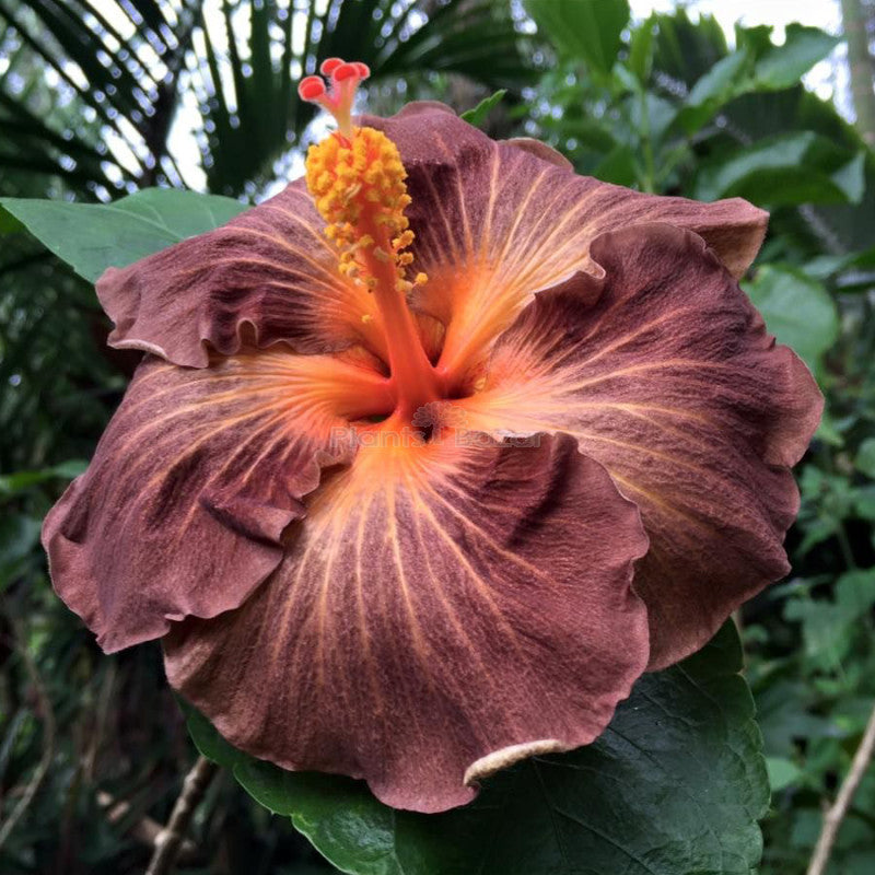 Braun Hibiskus Blumensamen zur Aussaat – leuchtend Blüten – Traditionssorte & ohne Gentechnik Samen Hausgarten
