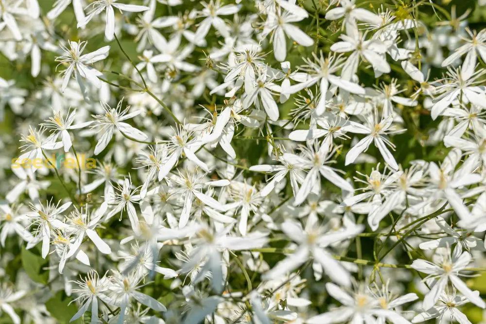Autumn blooming clametis weiß samen