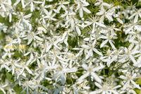 Autumn blooming clametis weiß samen