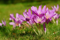 Autumn crocus blume samen for anpflanzung bright blooms heirloom & gmo free samen for home garten 
 
 sale for anpflanzung in home garten