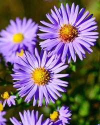 Lila Landscape Herbst Blumensamen zur Aussaat – Drought verträglich – Traditionssorte & ohne Gentechnik Samen Hausgarten