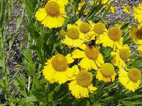 Autumn Sneezeweed Samen packet for Aussaat