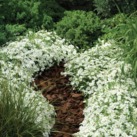 Close-up of avalanche blume blossoms