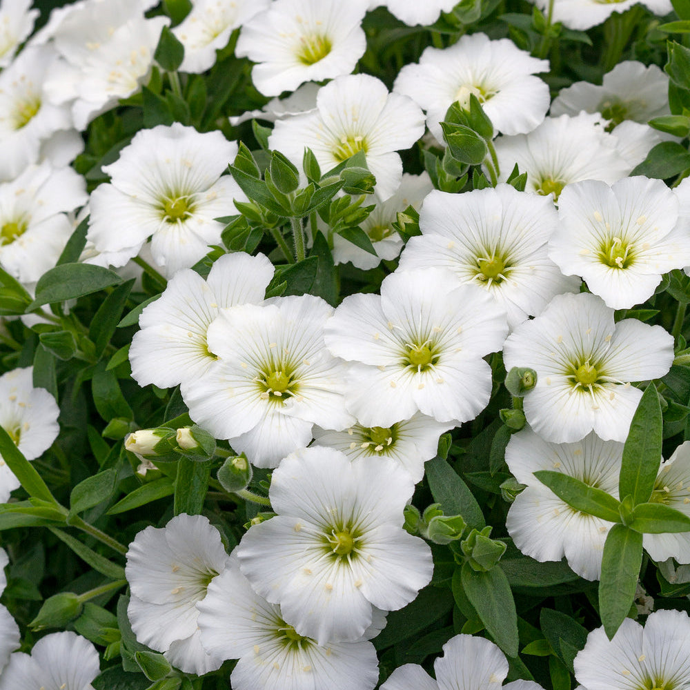 Avalanche blumen thriving in töpfen