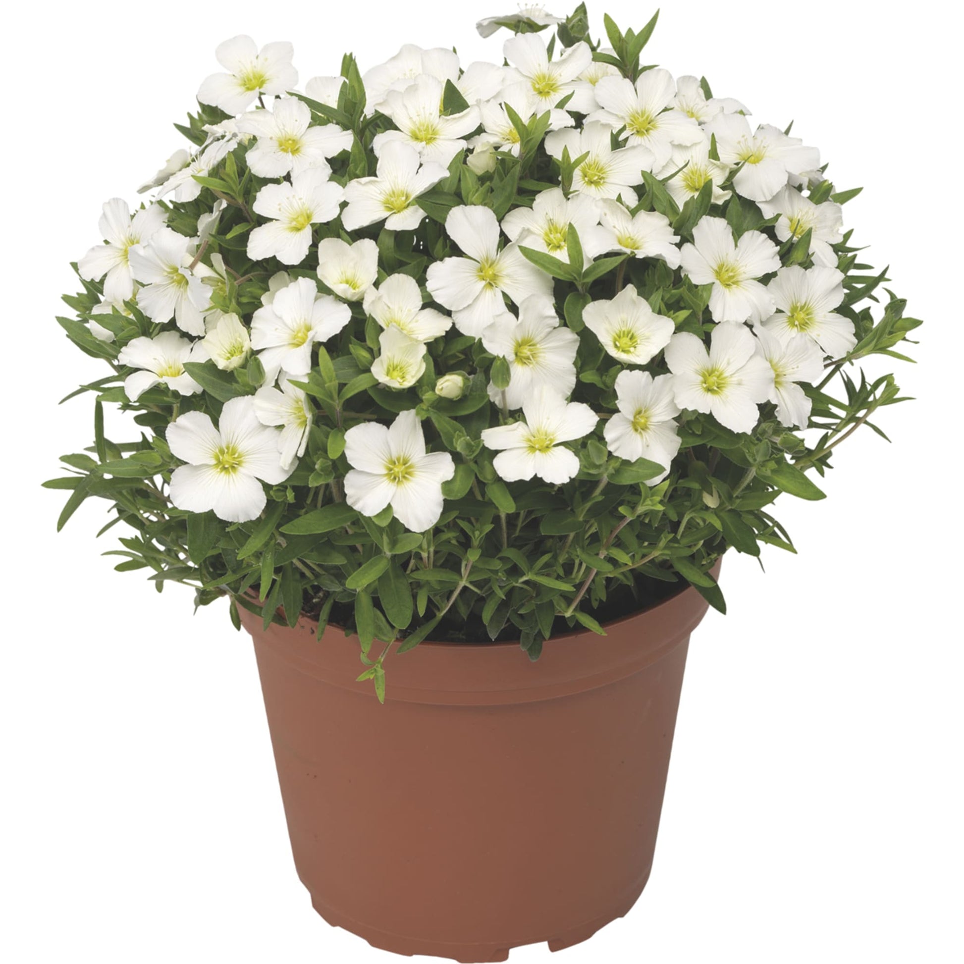 Avalanche blumen wachsend in garten beds