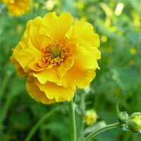 Avens blume close-up – gelb petals and lush grün foliage