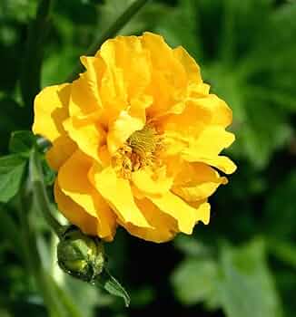Avens gelb blumen in garten – bright and cheerful display