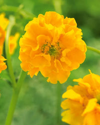 Avens anpflanzung guide – how to grow gelb avens sunrise samen