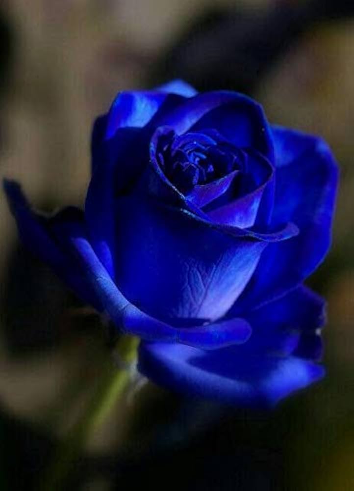 Away dark blau rose samen for anpflanzung