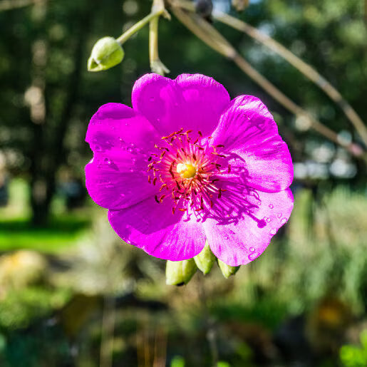 Rosa Calandrinia Umbellata Blumensamen zur Aussaat Schnitt Blume beliebt Traditionssorte & ohne Gentechnik Samen Hausgarten