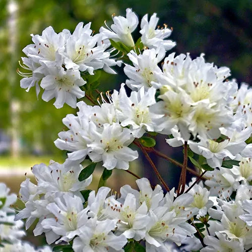 Blau Weiß Azalee Blumensamen zur Aussaat Schnitt Blume beliebt Traditionssorte & ohne Gentechnik Samen Hausgarten