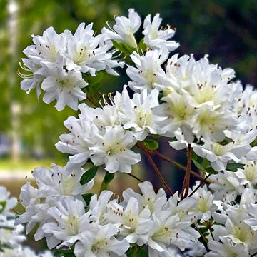 Blau Weiß Azalee Blumensamen zur Aussaat Schnitt Blume beliebt Traditionssorte & ohne Gentechnik Samen Hausgarten