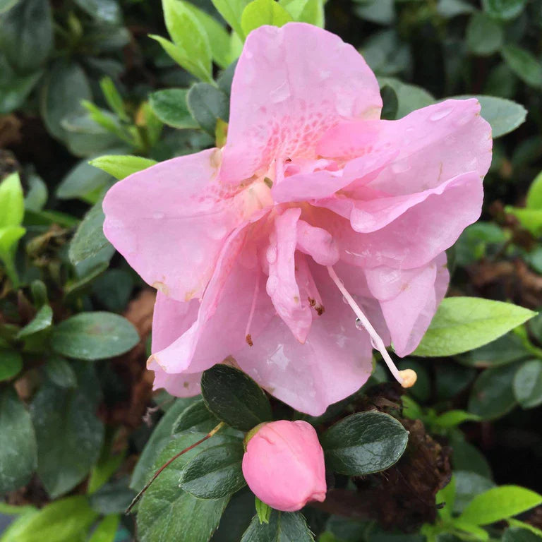 Close-up of baby rosa azalea petals and leaves