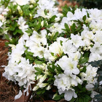 Close-up of flat weiß azalea petals and leaves