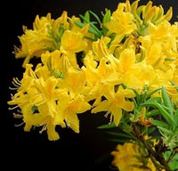 Close-up of gelb azalea petals and leaves