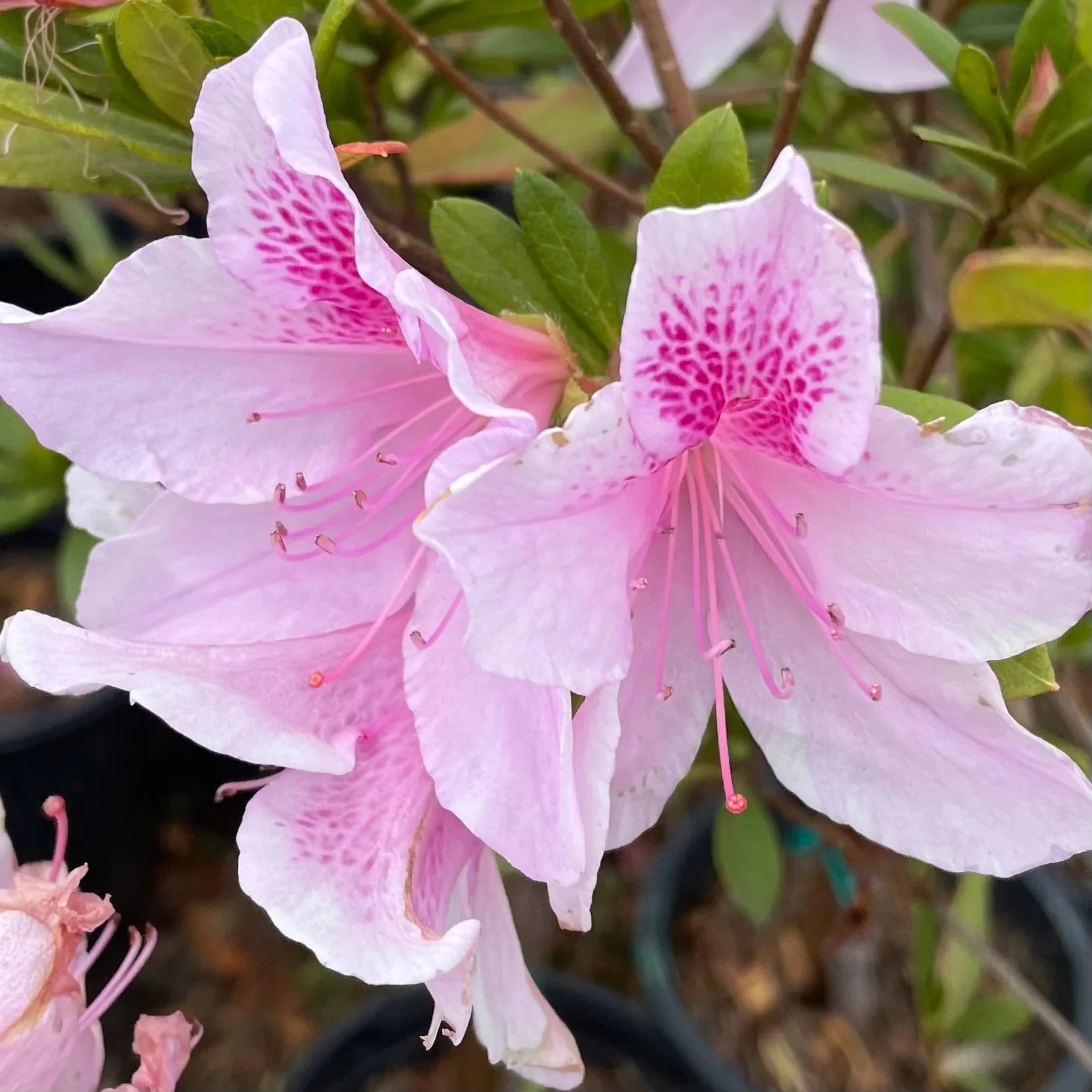 Baby rosa azalea wachsend in container