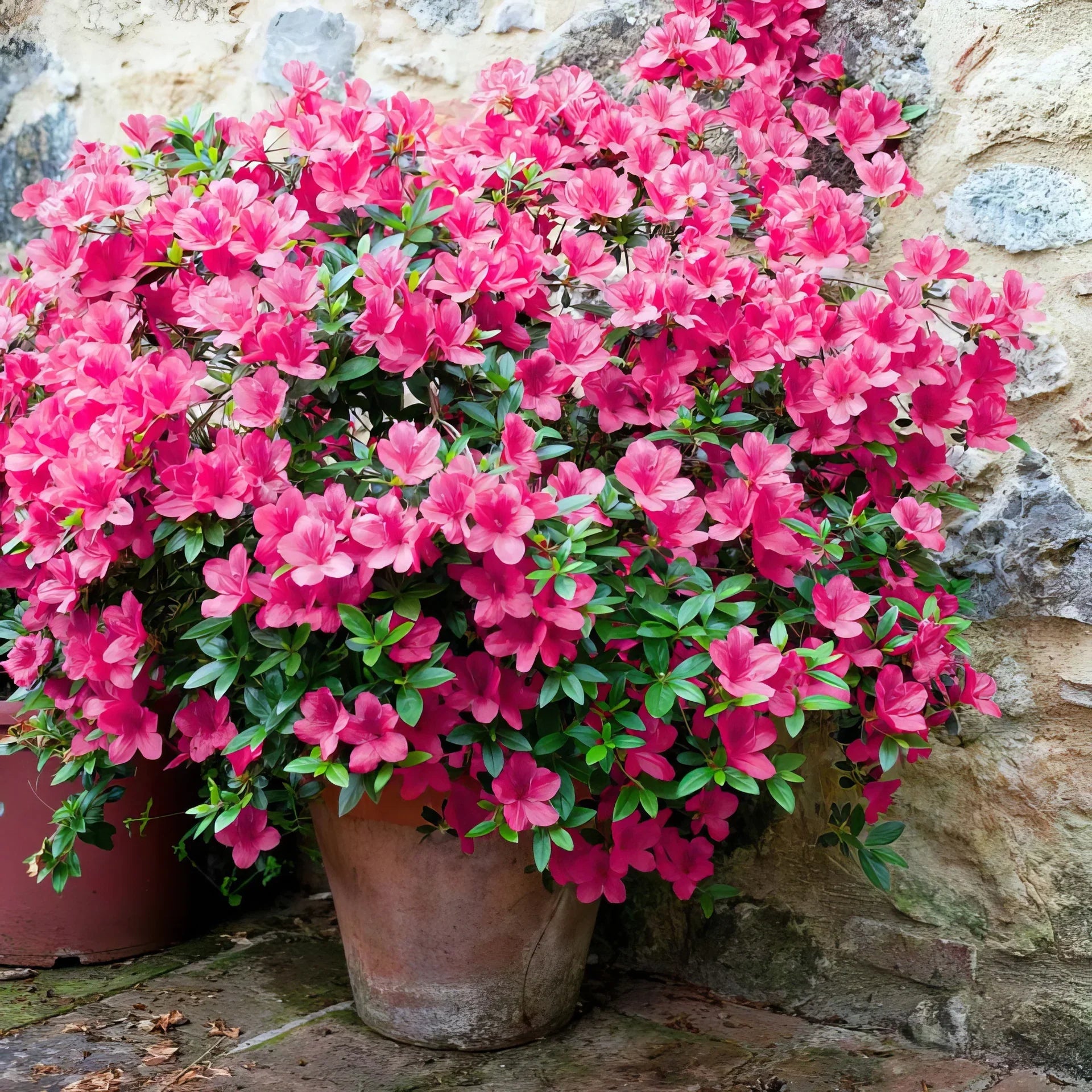 Rosa azalea wachsend in decorative containers