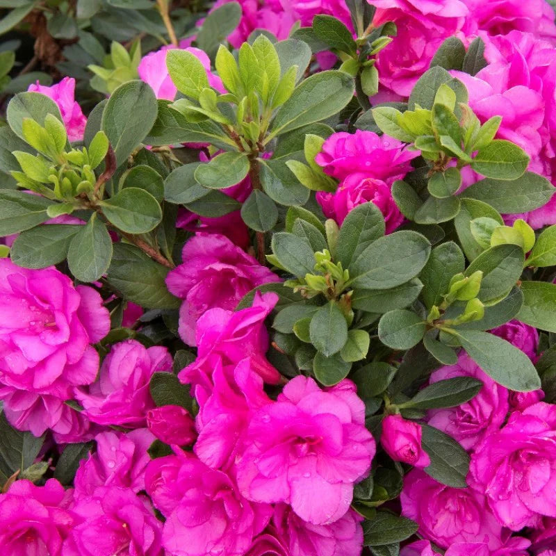 Step-by-step guide for wachsend azalea seedlings
