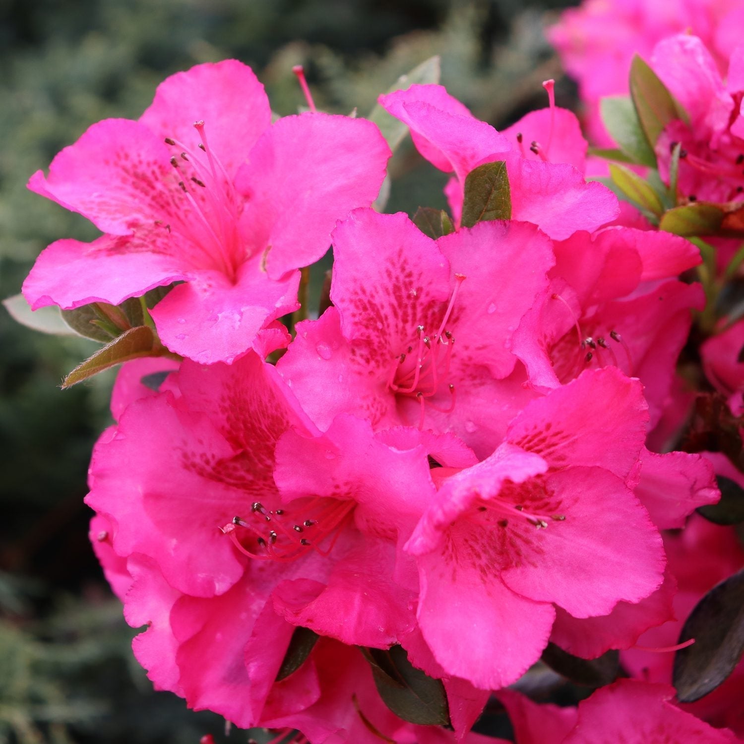 Rosa azalea blume samen for vibrant gardens