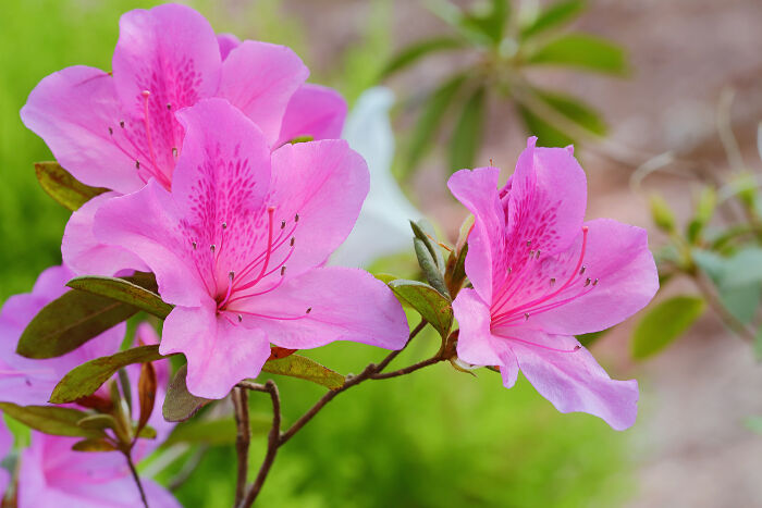 Baby rosa azaleas planted along garten border