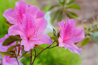 Baby rosa azaleas planted along garten border