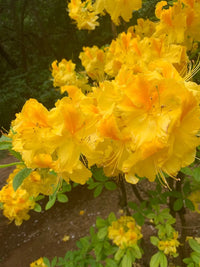 Gelb azaleas planted along a garten border