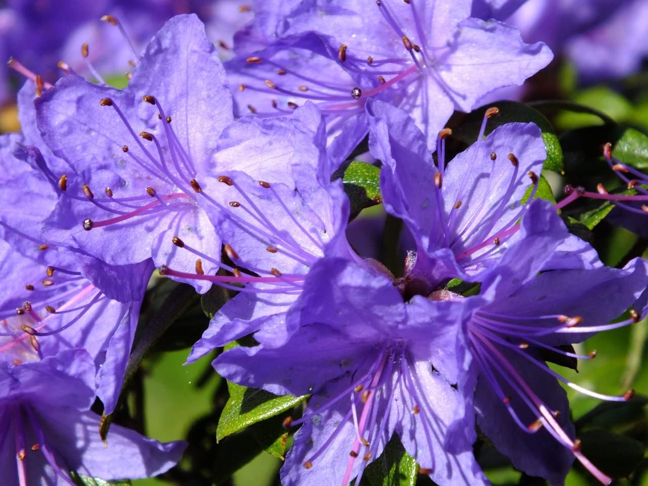 Azalea pflanzen used for garten borders
