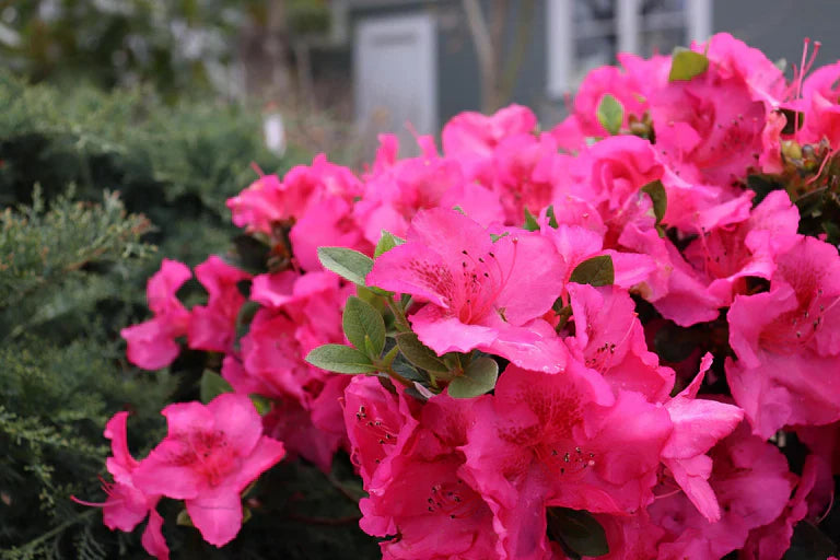 Azalea rosa blooms used in garten borders