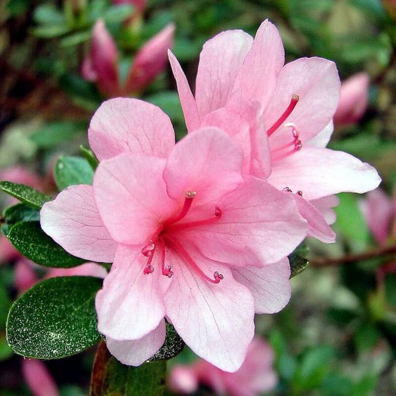 Azalea rosa blume samen for anpflanzung