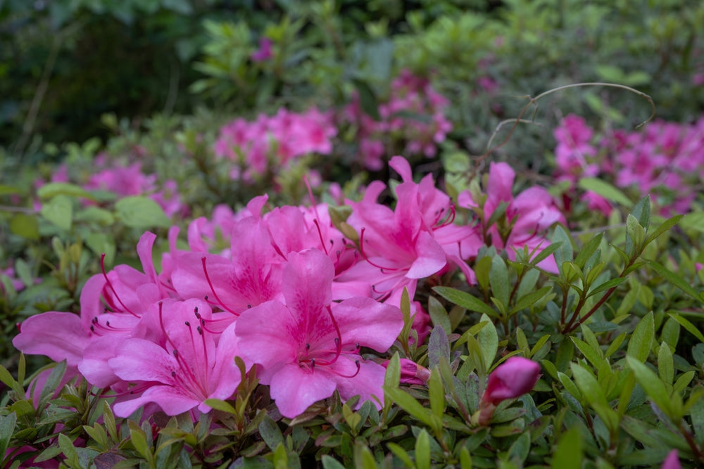 Azalea rosa blume shrub in bloom