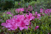 Azalea rosa blume shrub in bloom