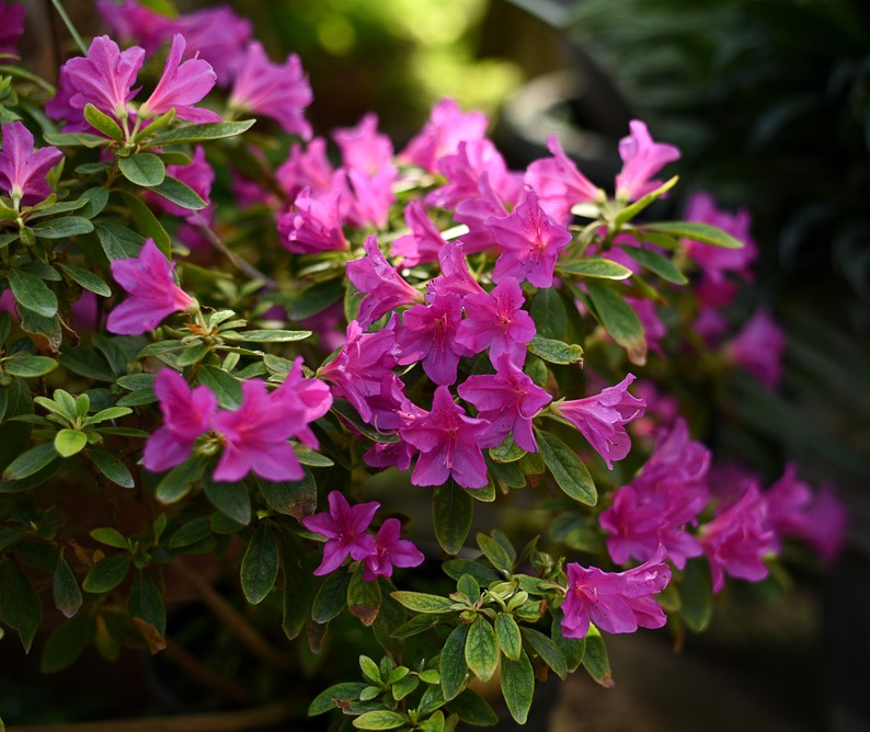Azalea rosa flowering bush in home garten