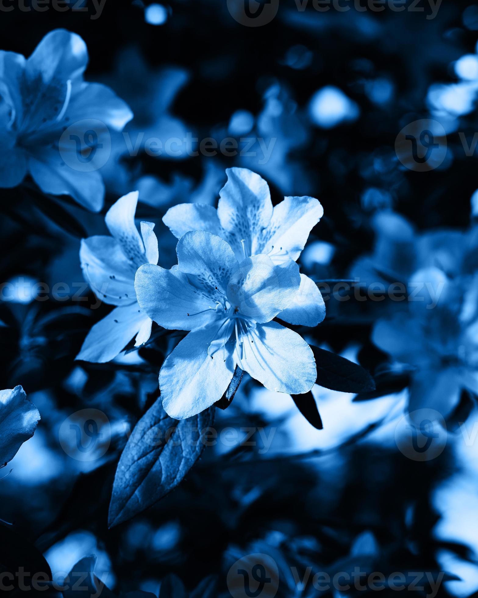 How to grow sky blau azaleas