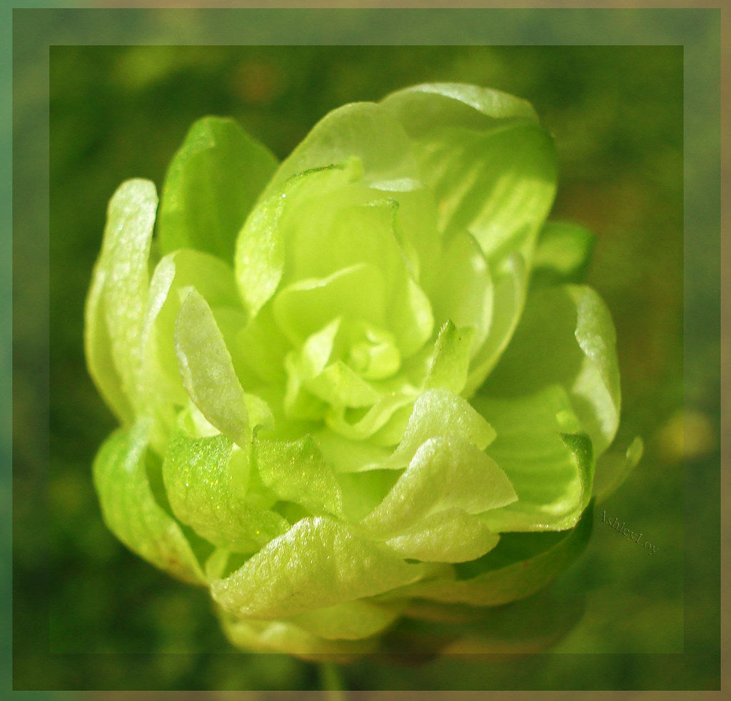 How to pflanze rhododendron azalea samen