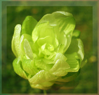 How to pflanze rhododendron azalea samen