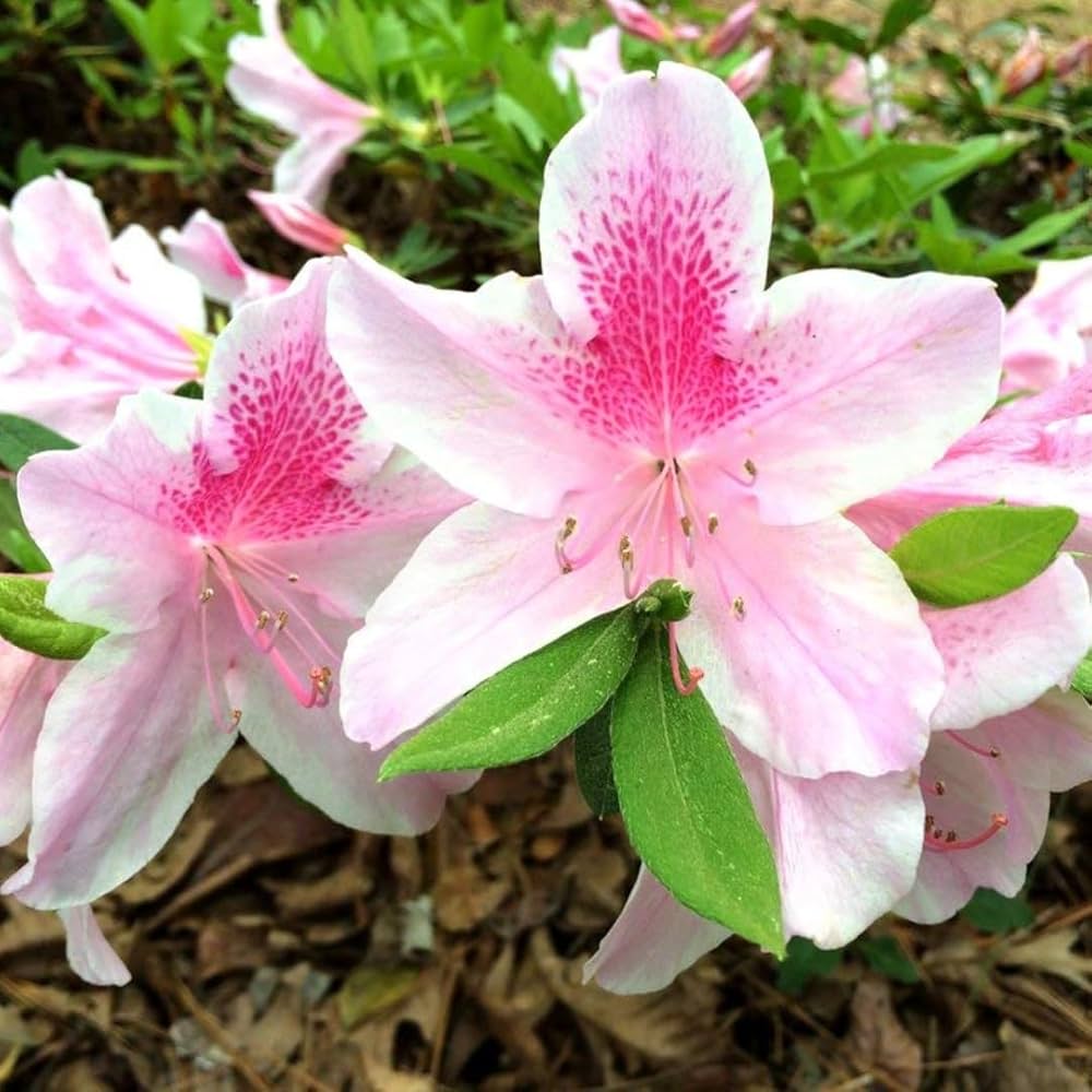 Azalea samen for anpflanzung rosa and weiß blooms